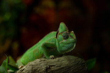 Green chameleon sitting on a tree branch, selective focus