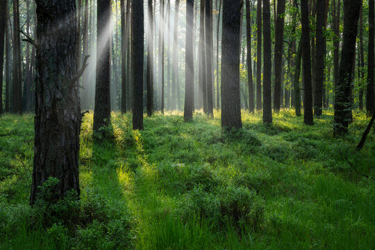 Beautiful sunny morning in green forest