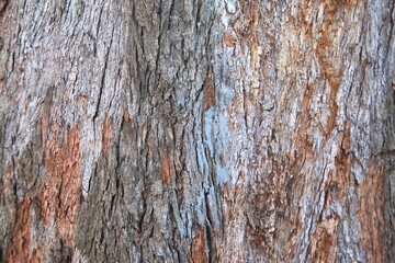 Tree bark texture