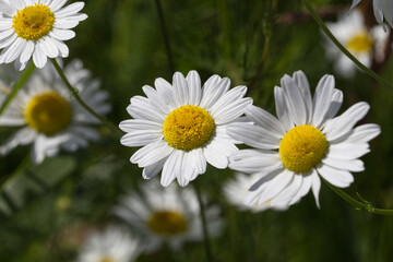 Wild daisies in the Summer