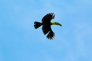Flying keel-billed toucan ((Ramphastos sulfuratus) also known as  rainbow toucan in Puerto Viejo...