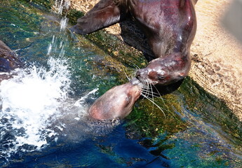 Two seals playing in the pool of the zoo