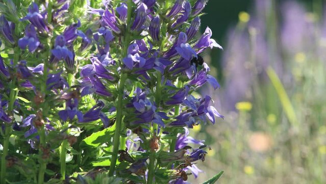 Bee on blue flowers