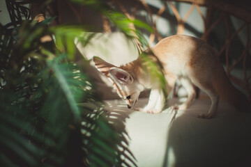 Sunny Pretty Fennec fox cub with plants