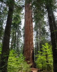 Sequoia in Calaveras Big Trees State Park, California