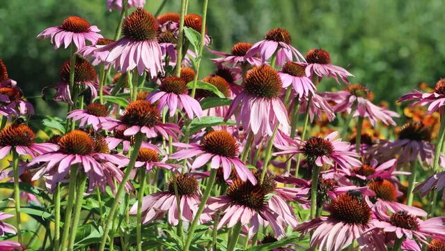 bees on pink fowers