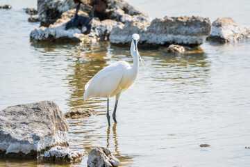 The small white heron or Little egret stands in the lake