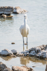 The small white heron or Little egret stands in the lake
