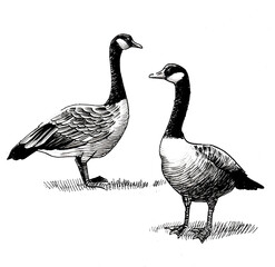 Two wild Canadian geese bird. Ink black and white drawing - obrazy, fototapety, plakaty
