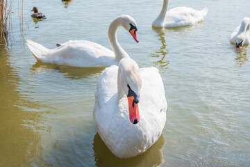 Three graceful white swans swims in the lake, swans in the wild.