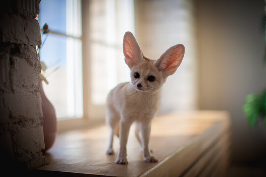Pretty Fennec fox cub on brown backgorund