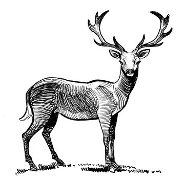 Standing elk. Ink black and white drawing