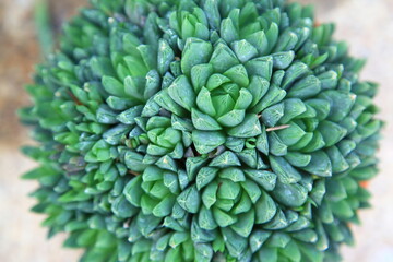 Top view of a cactus