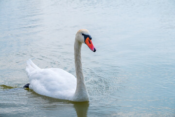 Fototapeta premium Graceful white Swan swimming in the lake, swans in the wild. Portrait of a white swan swimming on a lake.