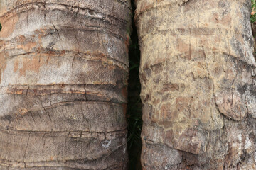 The texture of the bark of a coconut tree that is old and cut down