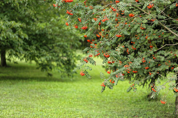 Jarzębiną © Andrzej