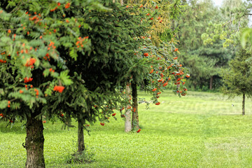 Jarzębina © Andrzej