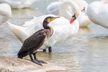 Great cormorant stands among white swans on the lake shore