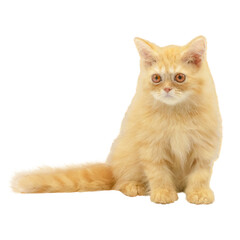 Cutout of an isolated cute pure-bred red Turkish Angora long-haired kitten  with the transparent...
