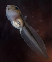 The Brazilian horned frog tadpole in the water