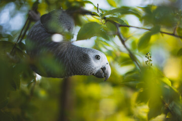 Timneh African Grey Parrot on a tree with green leaves