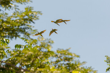 Great green macaw (Ara ambiguus), also known as Buffon's macaw or the great military macaw, flying over Costa Rica's carribean Coast 