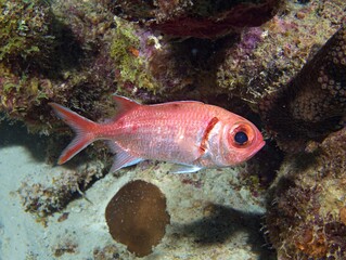Obraz na płótnie Canvas Bigeye Soldierfish on the reef