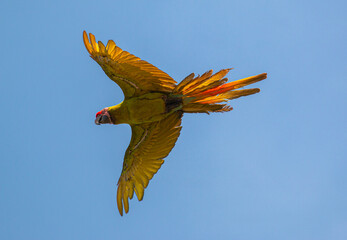 Great green macaw (Ara ambiguus), also known as Buffon's macaw or the great military macaw, at...