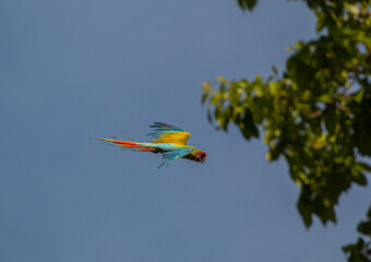 Green macaw flying by at Costa Rica's carribean Coast 