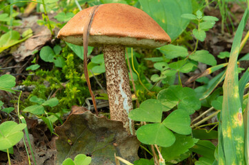 Large red boletus among moss and tall grass