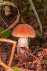 Young slender red mushroom, boletus. Mushroom in dense tall grass