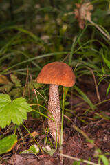 Young slender red mushroom, boletus. Mushroom in dense tall grass