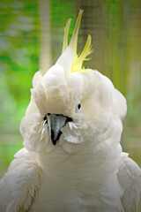 close up of a white parrot