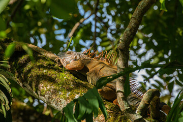 Obraz premium great green iguana lying on a branch in costa rica caribean coast taking the sun