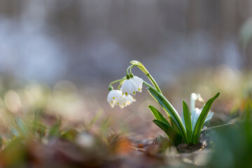 Spring snowflake flowers in beautiful evening light and magical bokeh background. Leucojum vernum, called the spring snowflake, flowering plant in the family Amaryllidaceae.