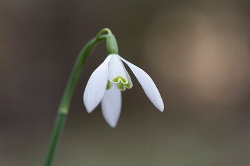 snowdrop flowers (Galanthus nivalis) macro. Galanthus nivalis, the snowdrop or common snowdrop - spring symbols. The first spring snowdrop flowers. The concept of spring and the awakening of nature.