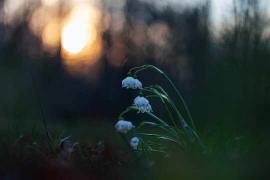 Spring snowflake flowers in beautiful evening light and magical bokeh background. Leucojum vernum, called the spring snowflake, flowering plant in the family Amaryllidaceae.