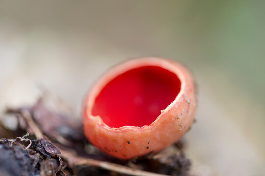 Sarcoscypha coccinea, commonly known as the scarlet elf cup, scarlet elf cap, or the scarlet cup, is a fungus in the family Sarcoscyphaceae.