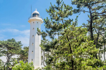 White lighthouse in stand of evergreen trees in Ulsan, South Korea.