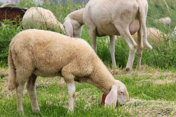Naklejka na ściany i meble flock with many white shorn sheep grazing in the mountains