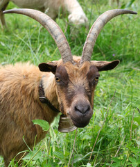 Naklejka na ściany i meble snout of the goat with long horns while grazing the grass