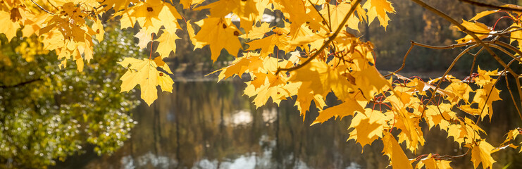 Golden autumn in the park, maple tree branches in backlight on a sunny day with yellowed leaves, branches leaning over the river.park landscape with a lake. A new season. web banner