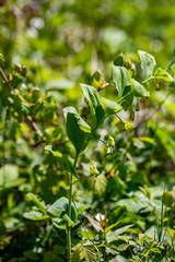 Polygonatum multiflorum flower in meadow, close up	