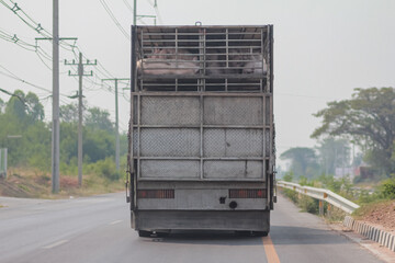 In the back of a truck carrying pigs on the road.