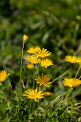 Aposeris foetida flower in meadow, close up	