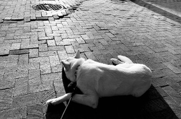 White Sleeping Dog on Brick Pathway 