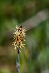 Carex caryophyllea flower growing in meadow, close up