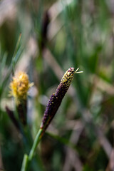 Carex caryophyllea flower growing in meadow, close up