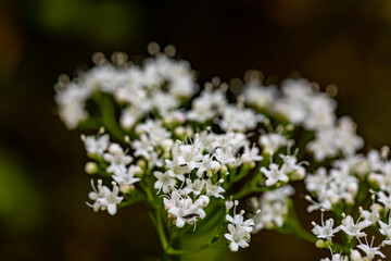 Valeriana tripteris flower growing in meadow, close up	