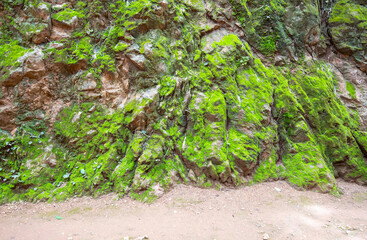 conceptual image green moss on stone